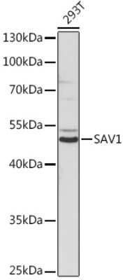 Western Blot: SAV1 AntibodyAzide and BSA Free [NBP3-15584]