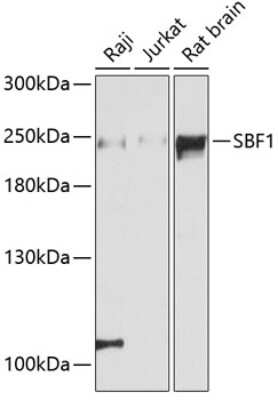 Western Blot: SBF1 AntibodyAzide and BSA Free [NBP2-93980]