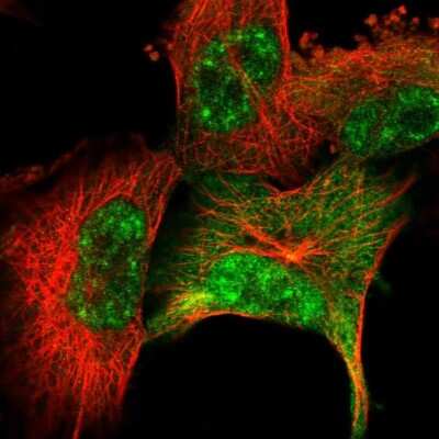 Immunocytochemistry/ Immunofluorescence: SC35 Antibody [NBP2-47290]