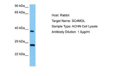 Western Blot: SC4MOL Antibody [NBP2-85691]