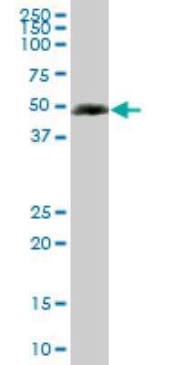 Western Blot: SC65 Antibody (1E12) [H00010609-M01]