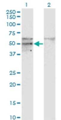 Western Blot: SC65 Antibody (1E12) [H00010609-M01]