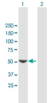 Western Blot: SC65 Antibody [H00010609-B01P]