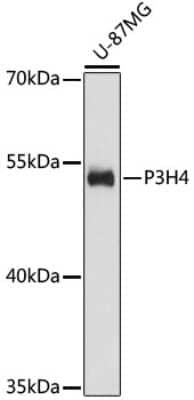 Western Blot: SC65 AntibodyAzide and BSA Free [NBP2-94640]