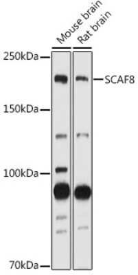 Western Blot: SCAF8/RBM16 AntibodyAzide and BSA Free [NBP3-15752]