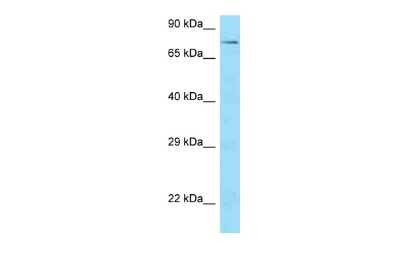 Western Blot: SCAI Antibody [NBP2-85692]