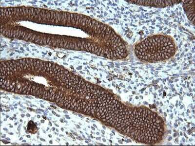Immunohistochemistry: SCAMP2 Antibody (OTI1H10) [NBP2-45688]