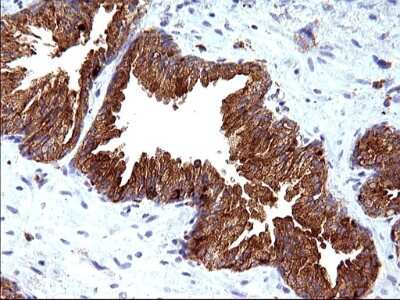 Immunohistochemistry: SCAMP2 Antibody (OTI1H10) [NBP2-45688]