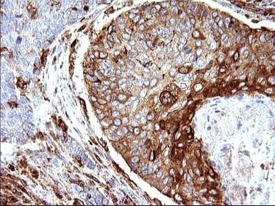 Immunohistochemistry: SCAMP2 Antibody (OTI1H10) - Azide and BSA Free [NBP2-73999]