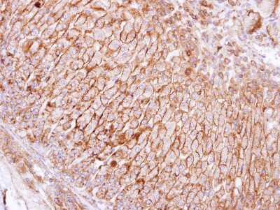 Immunohistochemistry-Paraffin: SCAMP3 Antibody [NBP1-32099]