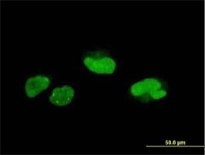 Immunocytochemistry/ Immunofluorescence: SCAND1 Antibody (2F11) [H00051282-M01]