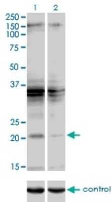 Western Blot: SCAND2 Antibody (7B12) [H00054581-M01]