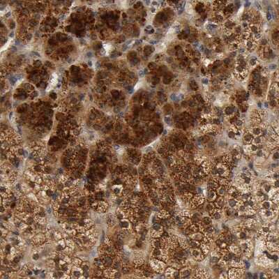 Immunohistochemistry-Paraffin: SCAP Antibody [NBP1-89624]
