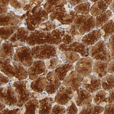 Immunohistochemistry-Paraffin: SCAP Antibody [NBP1-89624]