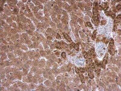 Immunohistochemistry-Paraffin: SCAP Antibody [NBP2-15127]