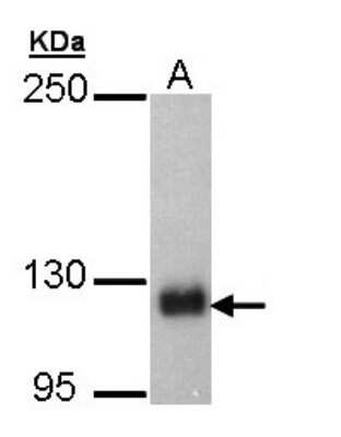 Western Blot: SCAP Antibody [NBP2-15127]