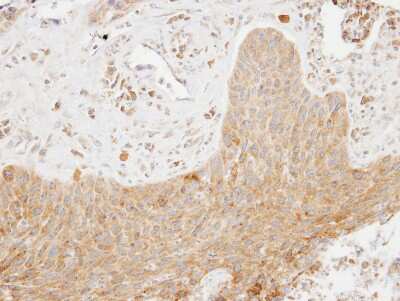 Immunohistochemistry-Paraffin: SCAP2 Antibody [NBP1-31033]