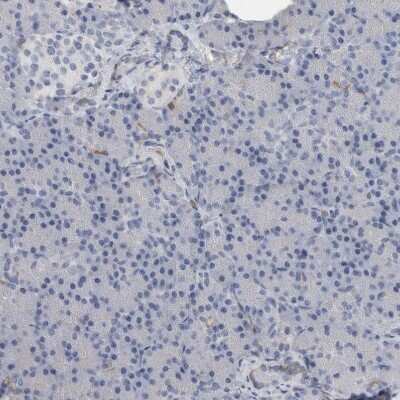 Immunohistochemistry-Paraffin: SCAP2 Antibody [NBP2-47289]