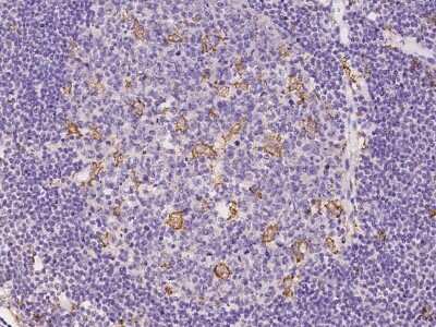 Immunohistochemistry-Paraffin: SCAP2 Antibody [NBP2-98009]