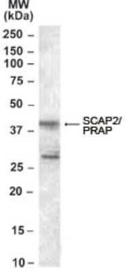 Western Blot: SCAP2 Antibody [NB110-40659]