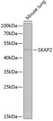 Western Blot: SCAP2 AntibodyBSA Free [NBP2-94017]