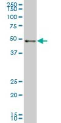 Western Blot: SCARA3 Antibody (3A2) [H00051435-M01]