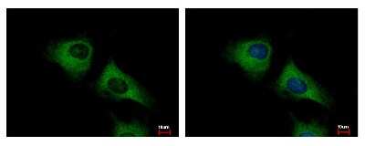 Immunocytochemistry/ Immunofluorescence: SCARA3 Antibody [NBP1-32130]