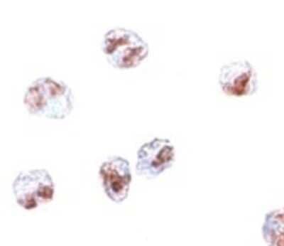 Immunocytochemistry/ Immunofluorescence: SCARA5 Antibody - BSA Free [NBP1-72121]