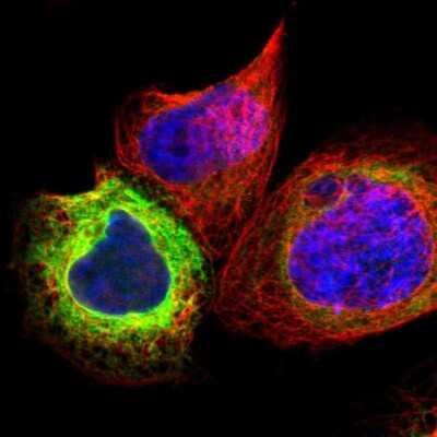 Immunocytochemistry/ Immunofluorescence: SCD-1 Antibody [NBP1-84749]