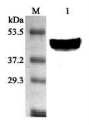 Western Blot: SCD-1 Antibody [NBP2-80105]