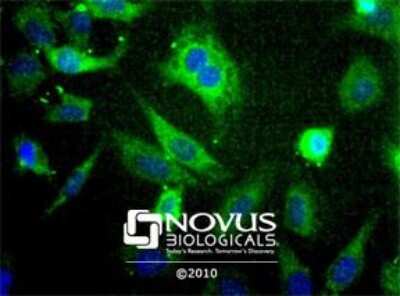 Immunocytochemistry/ Immunofluorescence: SCD-1 Antibody - BSA Free [NBP1-26393]