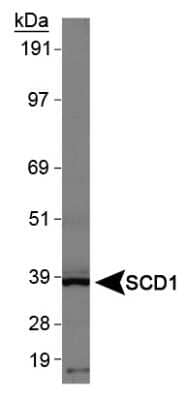 Western Blot: SCD-1 AntibodyBSA Free [NBP1-26393]