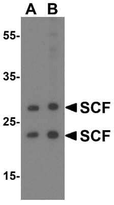 Western Blot: SCF/c-kit Ligand AntibodyBSA Free [NBP1-77030]