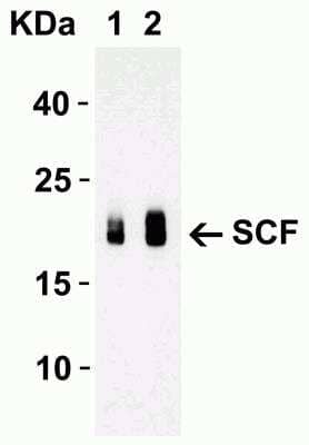 Western Blot: SCF/c-kit Ligand AntibodyBSA Free [NBP1-77030]