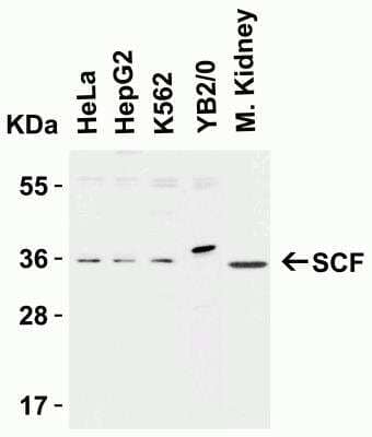 Western Blot: SCF/c-kit Ligand AntibodyBSA Free [NBP1-77030]