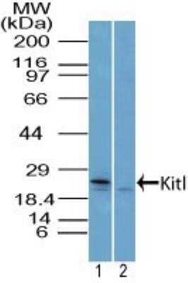 Western Blot: SCF/c-kit Ligand Antibody [NBP2-27162]