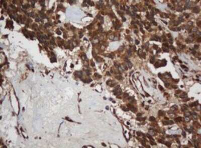 Immunohistochemistry: SCFD1 Antibody (OTI4D2) [NBP2-45707]