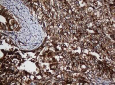 Immunohistochemistry: SCFD1 Antibody (OTI4D2) [NBP2-45707]