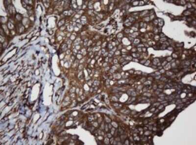 Immunohistochemistry: SCFD1 Antibody (OTI4D2) [NBP2-45707]