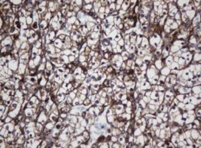 Immunohistochemistry: SCFD1 Antibody (OTI4D2) [NBP2-45707]