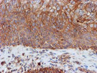 Immunohistochemistry-Paraffin: SCFD1 Antibody (OTI5G4) [NBP2-02031]