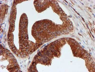 Immunohistochemistry-Paraffin: SCFD1 Antibody (OTI5G4) [NBP2-02031]