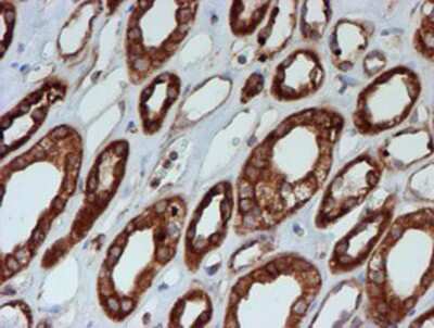 Immunohistochemistry-Paraffin: SCFD1 Antibody (OTI5G4) [NBP2-02031]