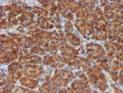 Immunohistochemistry-Paraffin: SCFD1 Antibody (OTI5G4) [NBP2-02031]