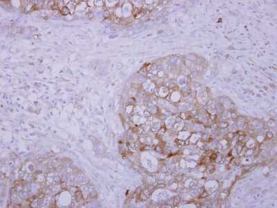 Immunohistochemistry-Paraffin: SCFD1 Antibody [NBP2-20268]