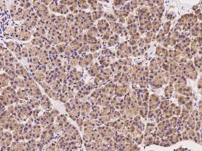 Immunohistochemistry-Paraffin: SCFD1 Antibody [NBP2-97778]