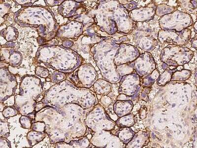 Immunohistochemistry-Paraffin: SCFD1 Antibody [NBP2-97778]