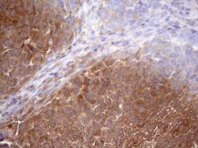 Immunohistochemistry: SCFD1 Antibody (OTI10D8) - Azide and BSA Free [NBP2-74005]