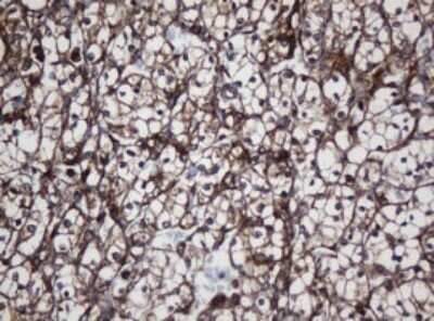 Immunohistochemistry: SCFD1 Antibody (OTI4D2) - Azide and BSA Free [NBP2-74003]