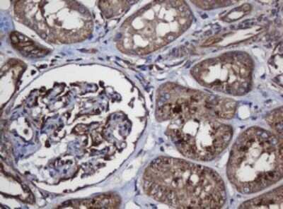 Immunohistochemistry: SCFD1 Antibody (OTI4D2) - Azide and BSA Free [NBP2-74003]